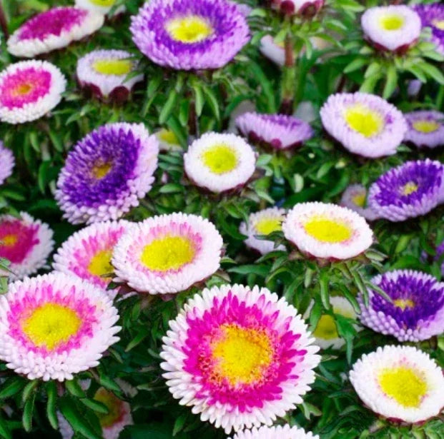 Aster Seeds Pack of 200 Non-GMO HI-NO-MARU Mix Pompon Annual Pollinator Cut Flowers