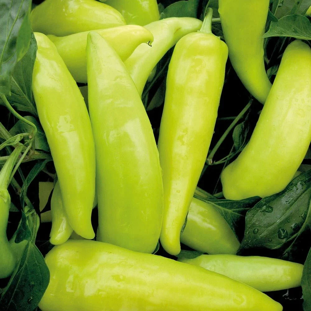 Hungarian Wax Sweet Pepper Seeds - 50+ Count, Yellow-Red Capsicum annuum, Sweet Bell Peppers for Garden & Culinary Use