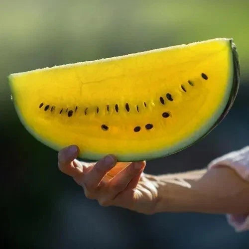 Moon and Stars Watermelon Seeds - 10+ Yellow Flesh Heirloom Non-GMO Citrullus lanatus