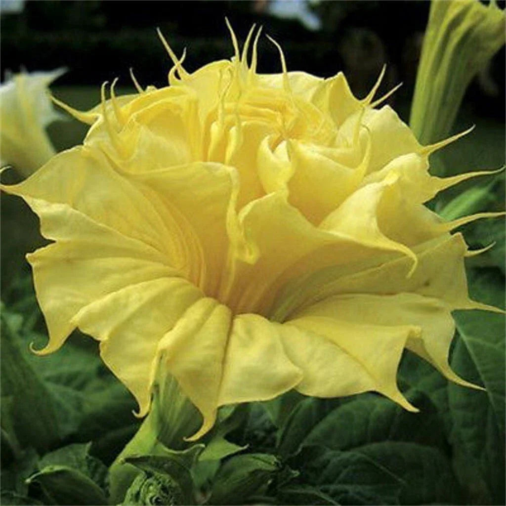 Golden Queen Angel Trumpet Seeds - Bright Yellow Flowers, Brugmansia suaveolens, Tropical, Fragrant, Pollinator Attracting, USA Grown