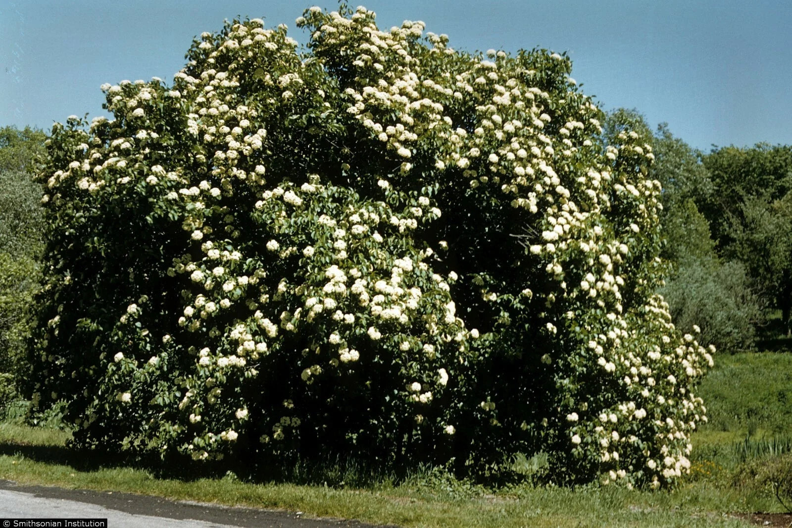 Nannyberry Viburnum Starter Plant 8-12 Inches | Viburnum lentago Hardy Shrub Small Tree Zones 5-9