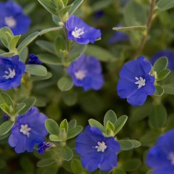 Evolvulus Blue Daze Live Plant Plug - Ground Cover with Blue Flowers - Well-Rooted, Drought-Tolerant, Full Sun to Partial Shade
