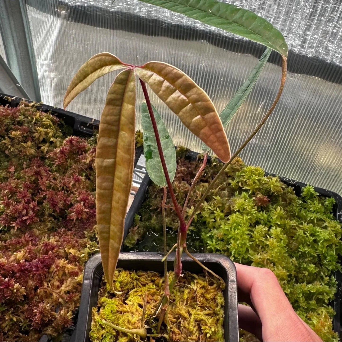 Anthurium Cutucuense Stem Cutting - Rooted Aroid Plant - Ecuador Tropical Houseplant - Unique Heart-Shaped Foliage