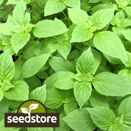 Lemon Basil Seeds | Heirloom Non-GMO Culinary Herb | Ocimum basilicum 'Citriodorum' | Pack of 100 Seeds
