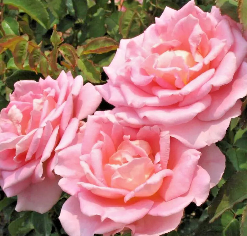 Pink Hybrid Tea Rose Bush Tiffany Live Plant - Rosa 'Tiffany' Award-Winning Garden Rose