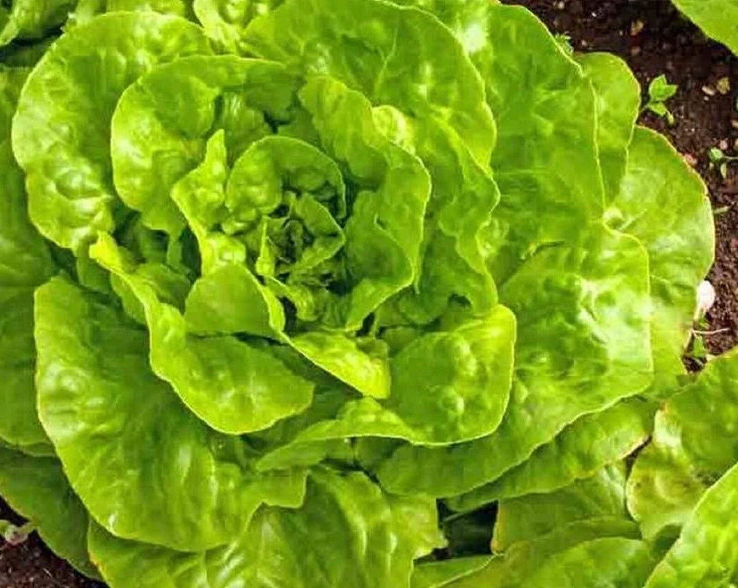 Buttercrunch Lettuce Seeds 500+ Non-GMO Heirloom Seeds for Home Gardening