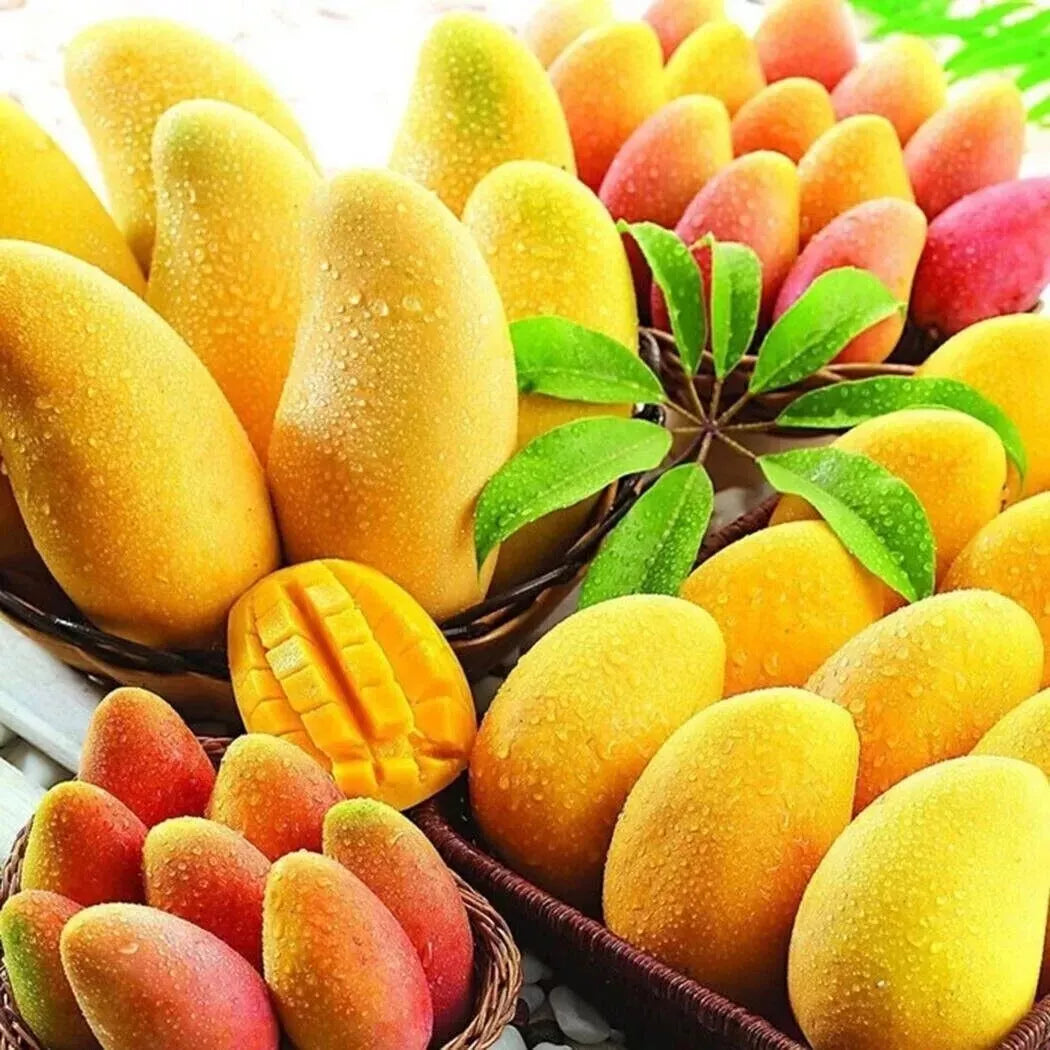 Rare Nam Dok Mai Mango Seeds - 2 Pack, Super Sweet Juicy Variety, Mangifera indica, Fruit Tree Seeds