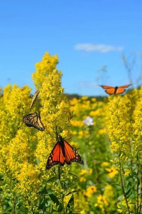 Showy Goldenrod Seeds - 100 Count - Solidago speciosa Perennial Wildflower Seeds for Pollinators and Natural Gardens