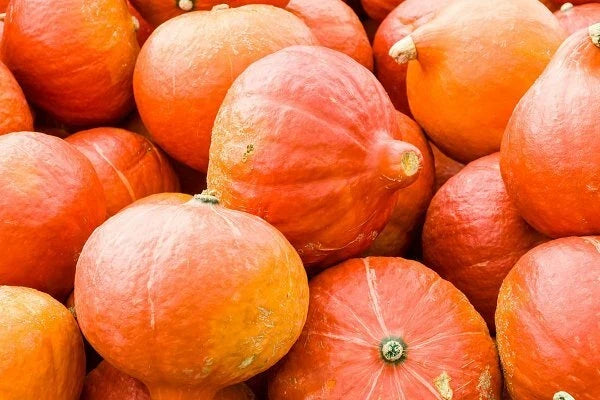 Orange Magic Winter Squash Seeds – Cucurbita pepo, Vining, Organic, Full Sun, 20 Seeds for Bountiful Harvest