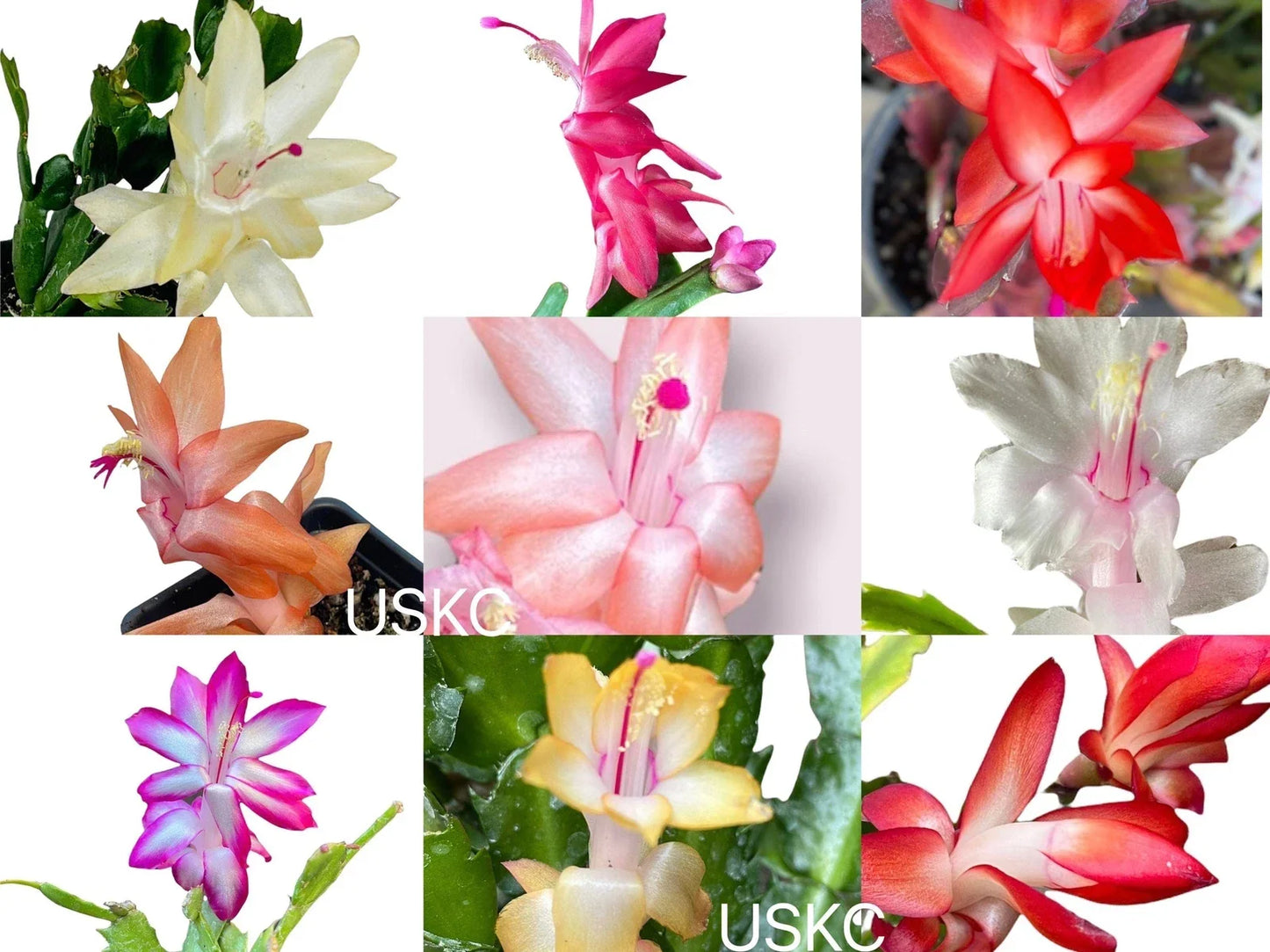 Unrooted Leaf Cuttings Thanksgiving Cactus - Schlumbergera truncate Succulent Propagation