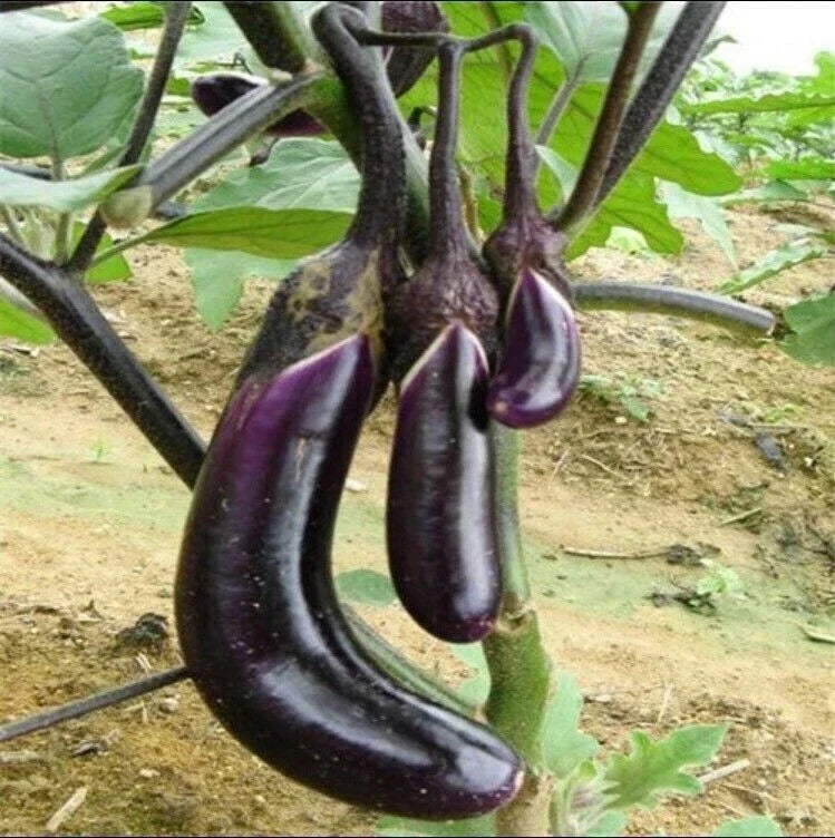 Organic Black Eggplant Seeds - Heirloom Solanum melongena for Home Garden, 50 Pcs, Non-GMO, Easy to Grow Vegetable Seeds
