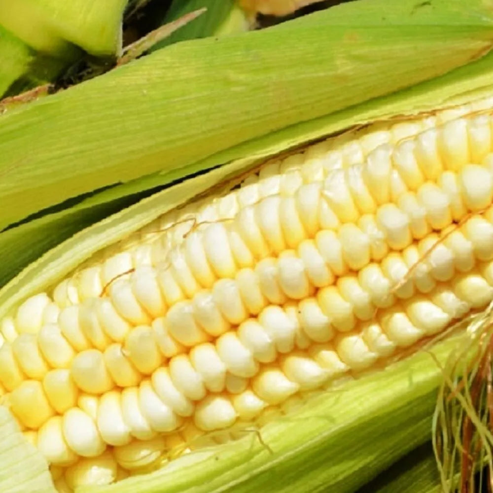 Pencil Cob Corn Seeds | Heirloom Zea mays | Fresh Garden Seeds