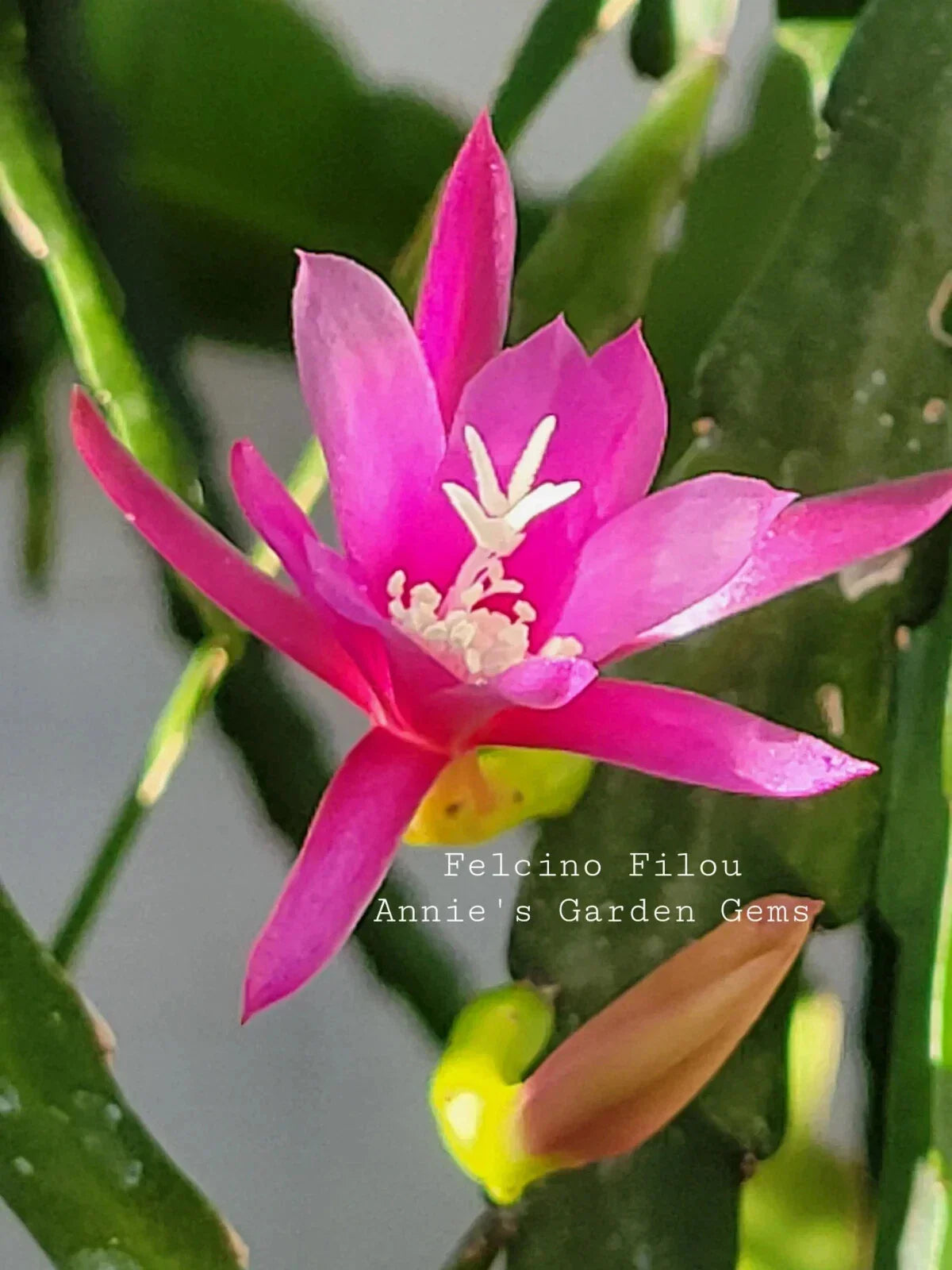 Epiphyllum Felcino Filou Unrooted Cuttings 8-10 Inches - Orchid Cactus for Indoor & Outdoor Gardening