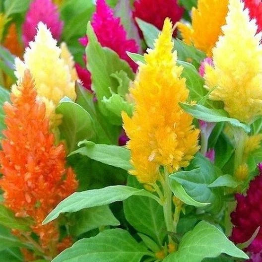 Celosia Mixed Pampas Plume Seeds - Non-GMO Annual Flowers for Gardens & Dried Arrangements - 400 Seeds