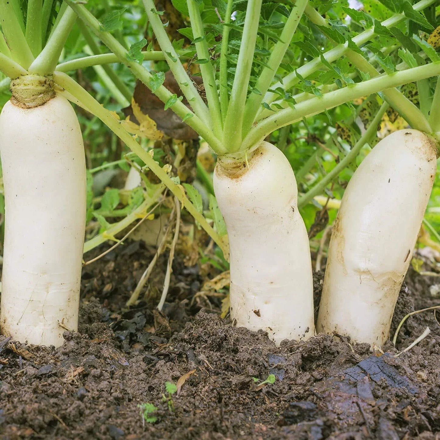 Earthquake Radish Seeds | Soil-Breaking Raphanus sativus | Fast-Growing, Bright Red, 100+ Seeds for Garden
