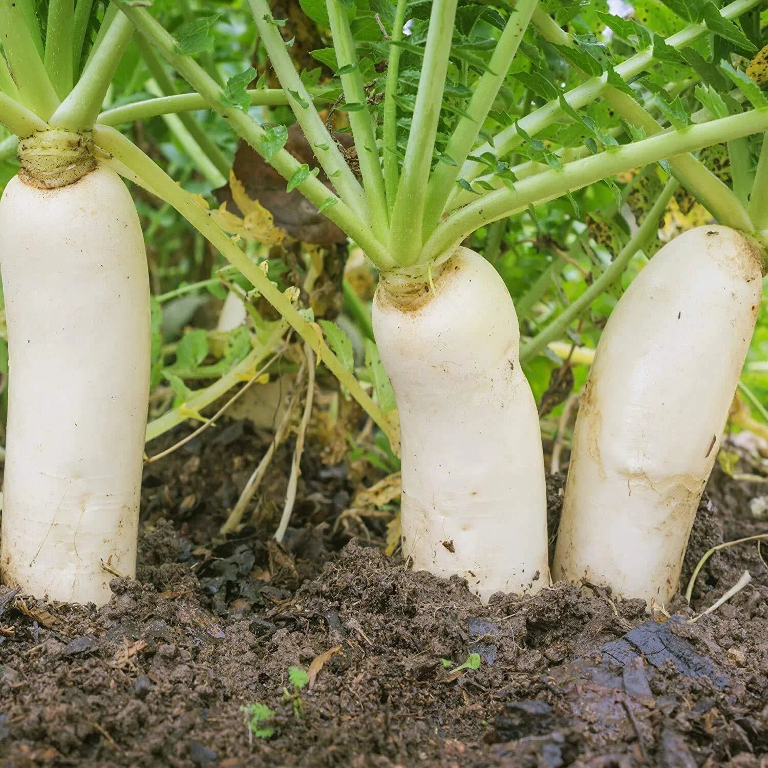 Earthquake Radish Seeds | Soil-Breaking Raphanus sativus | Fast-Growing, Bright Red, 100+ Seeds for Garden