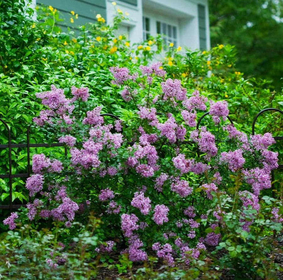 Live Old Fashion Lilac Plant Bare Root Syringa vulgaris Fragrant Purple Blooms 16-24 inches