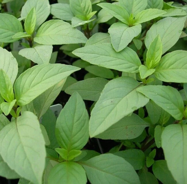 Lime Basil Seeds 600+ Pack - Non-GMO Culinary Herb Seeds (Ocimum basilicum var. citriodorum)
