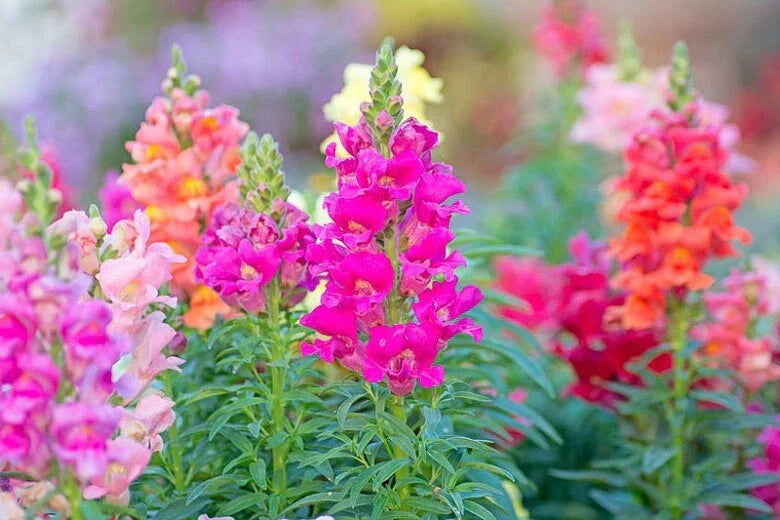 Snapdragon Seeds Sonnet Mix 100 Count - Antirrhinum majus