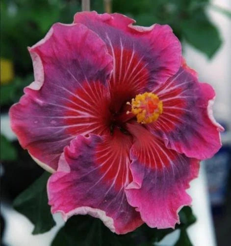 Rooted Tropical Hibiscus Plant - ME OH MY OH Variety - Ships Bare Root - Hibiscus rosa-sinensis