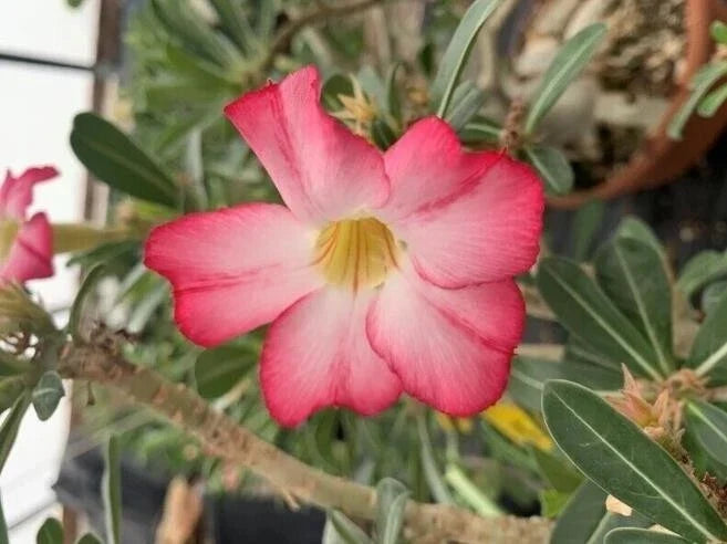 Desert Rose Flower Seeds - Adenium obesum "PEONY" Bonsai Seeds for Indoor & Outdoor Gardening, 5 pcs
