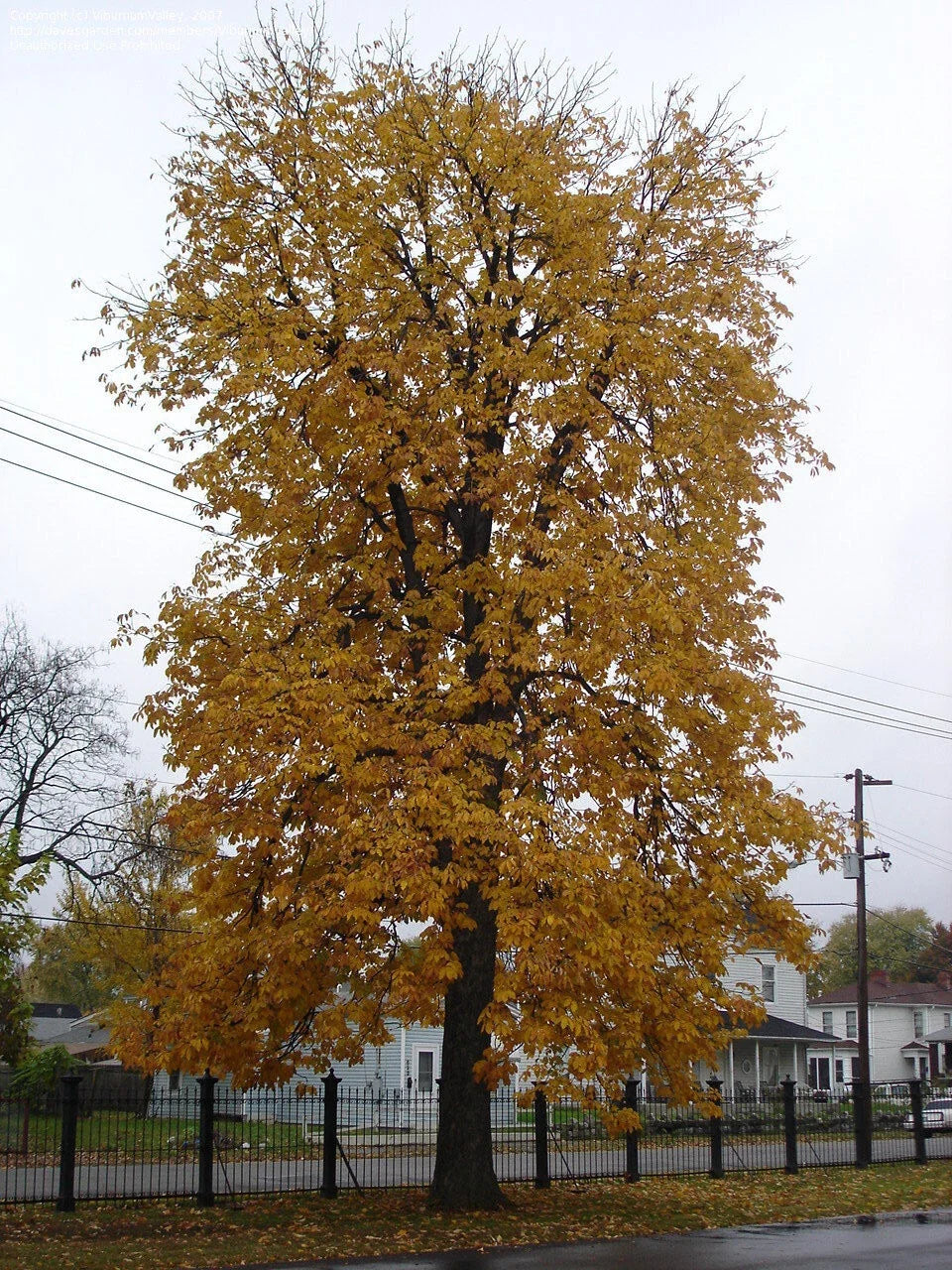 Yellow Buckeye Live Plant 16+ Inches Bare Root Aesculus flava Native Fall Flowers Garden Tree