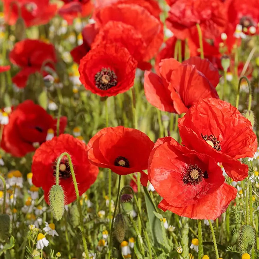 Poppy Seeds Shirley Red Pack of 1910 Seeds Papaver rhoeas Bright Red Flowers for Gardens & Cut Flowers