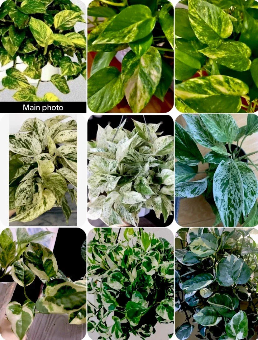 3 Pathos Cuttings - Marble, Golden, N'Joy - No Roots - Epipremnum aureum Indoor Plants