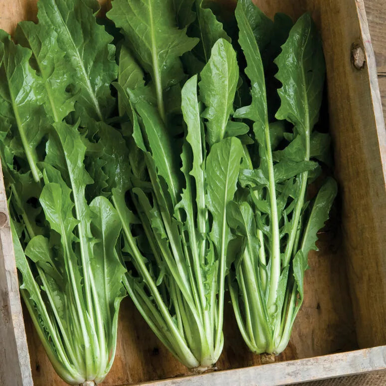 Heirloom Italian Dandelion Seeds - Catalogna Emerald Endive Organic Non-GMO 500 Pack for Home Garden and Culinary Use