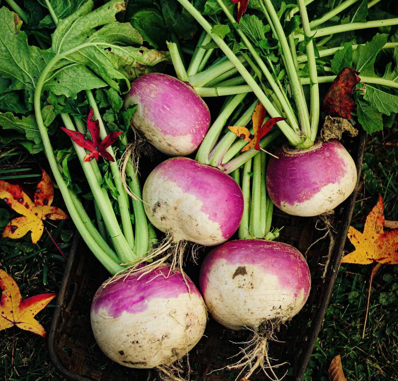 Turnip Seeds Purple Top White Globe 600 Count Heirloom Brassica rapa USA