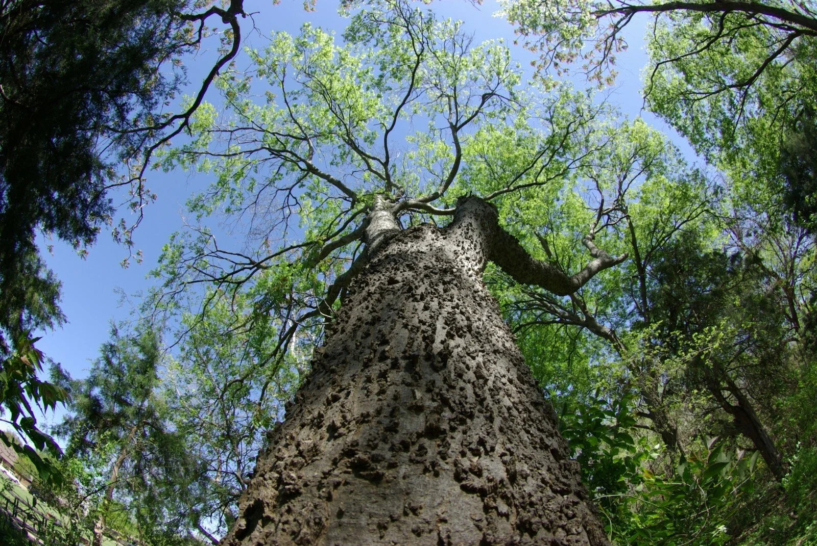 Sugar Hackberry Seeds, 20 Pack, Celtis laevigata, Drought-Tolerant Native Tree for Gardens and Landscaping