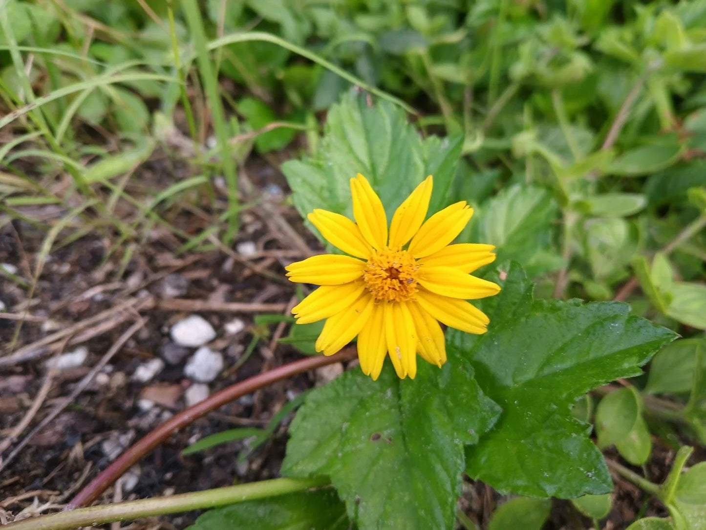 Rooted Wedelia Plant - Creeping Daisies Ground Cover - 2 Pack - Bright Yellow Flowers - Wedelia trilobata