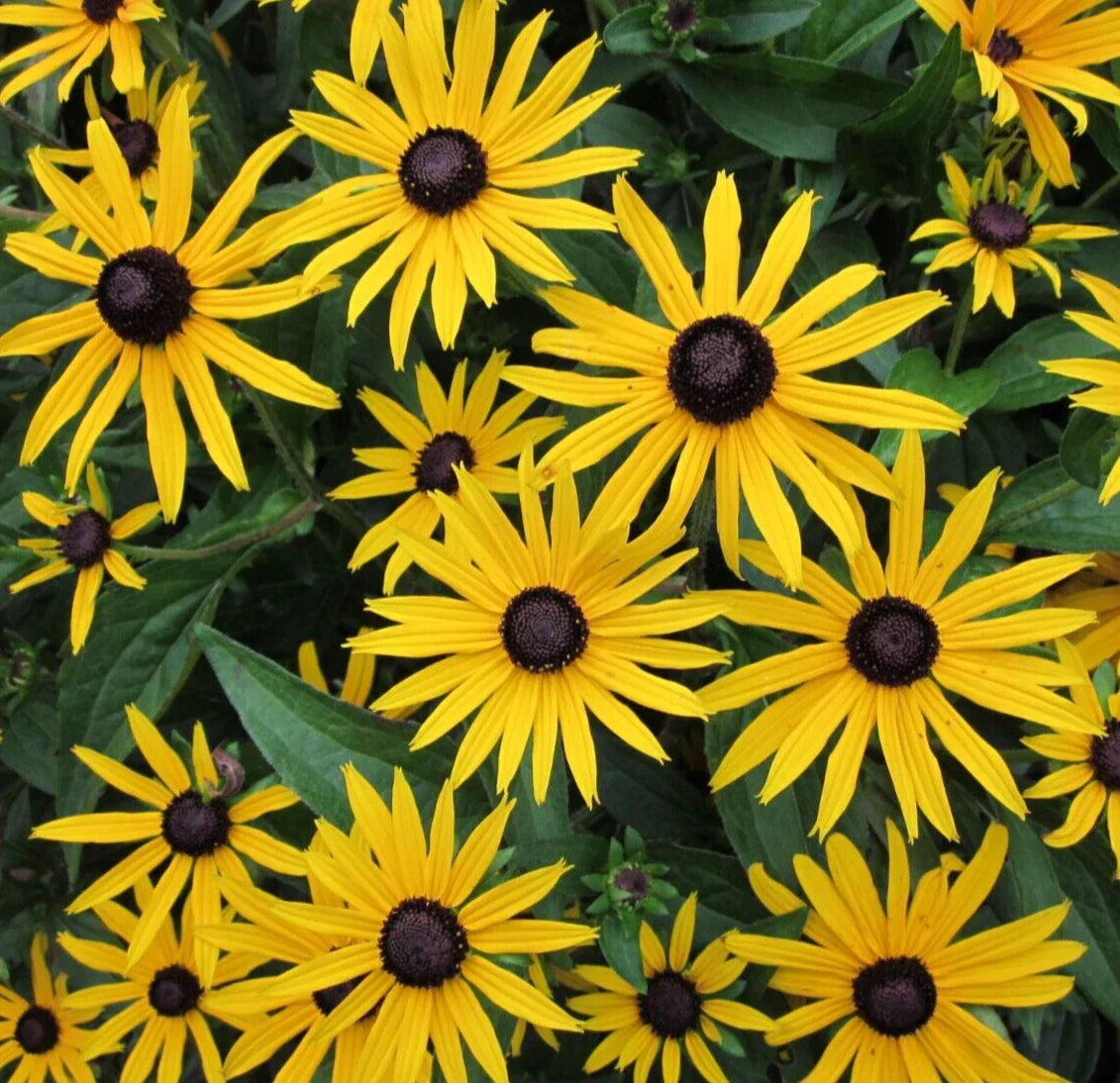 Black Eyed Susan Seeds 4000+ Perennial Rudbeckia hirta Butterfly Flower