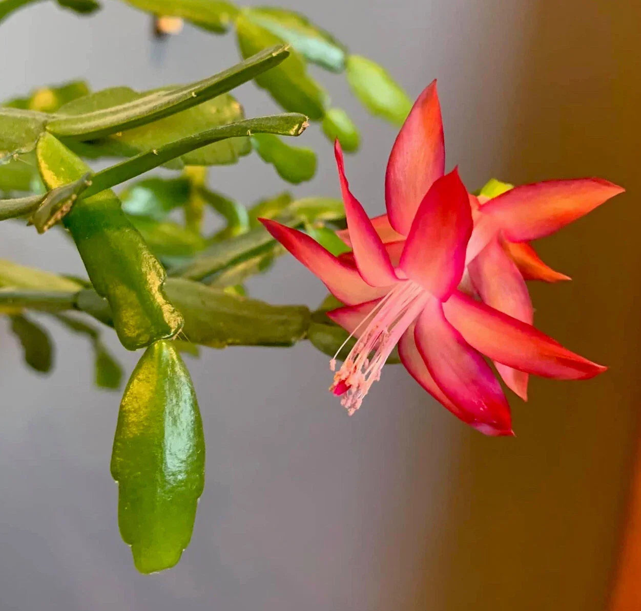 True Christmas Holiday Cactus Cuttings - Pink Schlumbergera Buckleyi - 3 No Roots