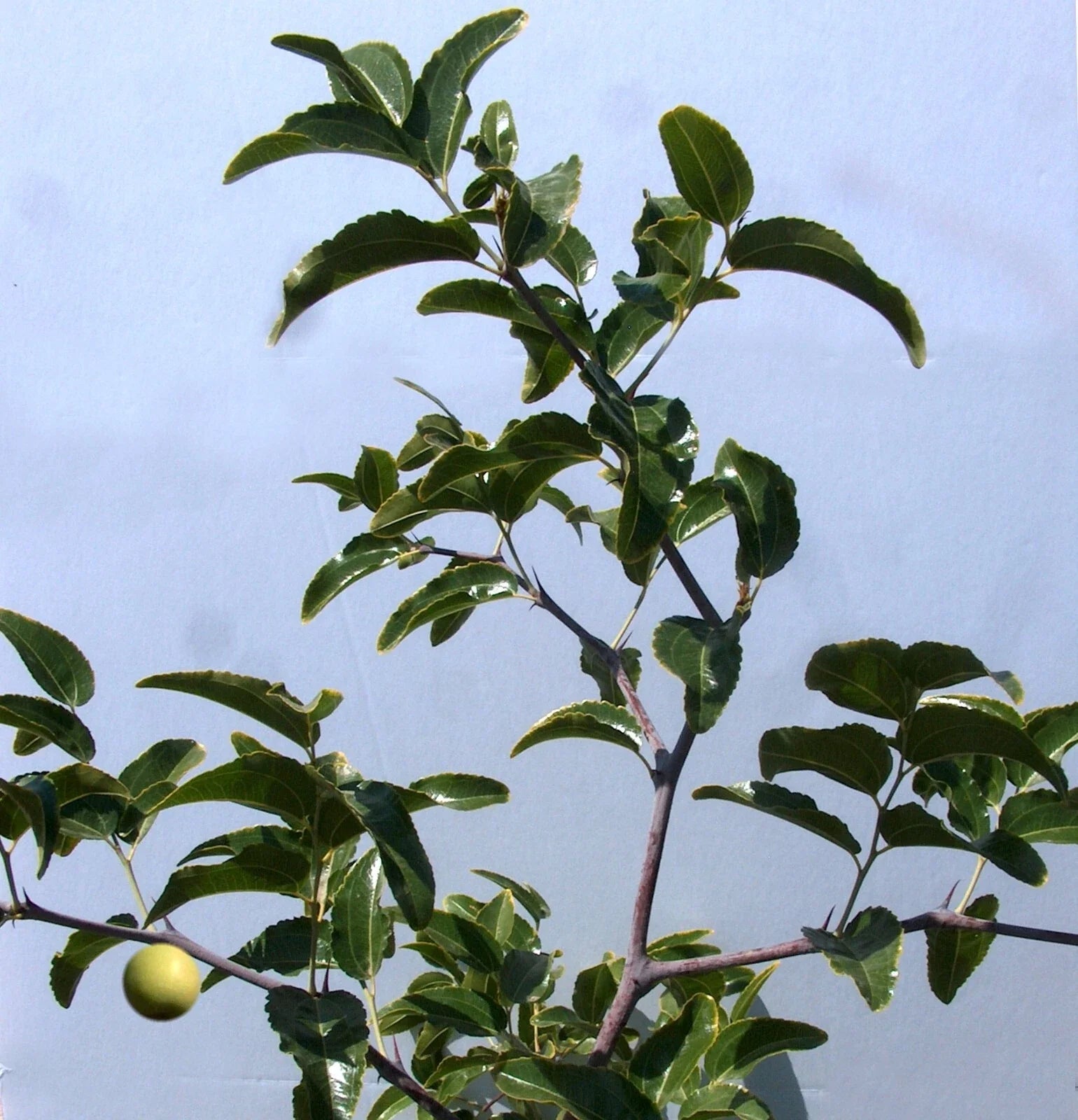 Sugar Cane Jujube Tree Cutting 8" Graft Scion Ziziphus jujuba T606A for Grafting