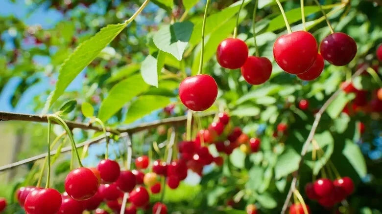 Early Richmond Cherry Seeds – Pack of 10+ Prunus cerasus Heirloom Seeds for Home Garden, Fruit Tree, Small Deciduous Shrub