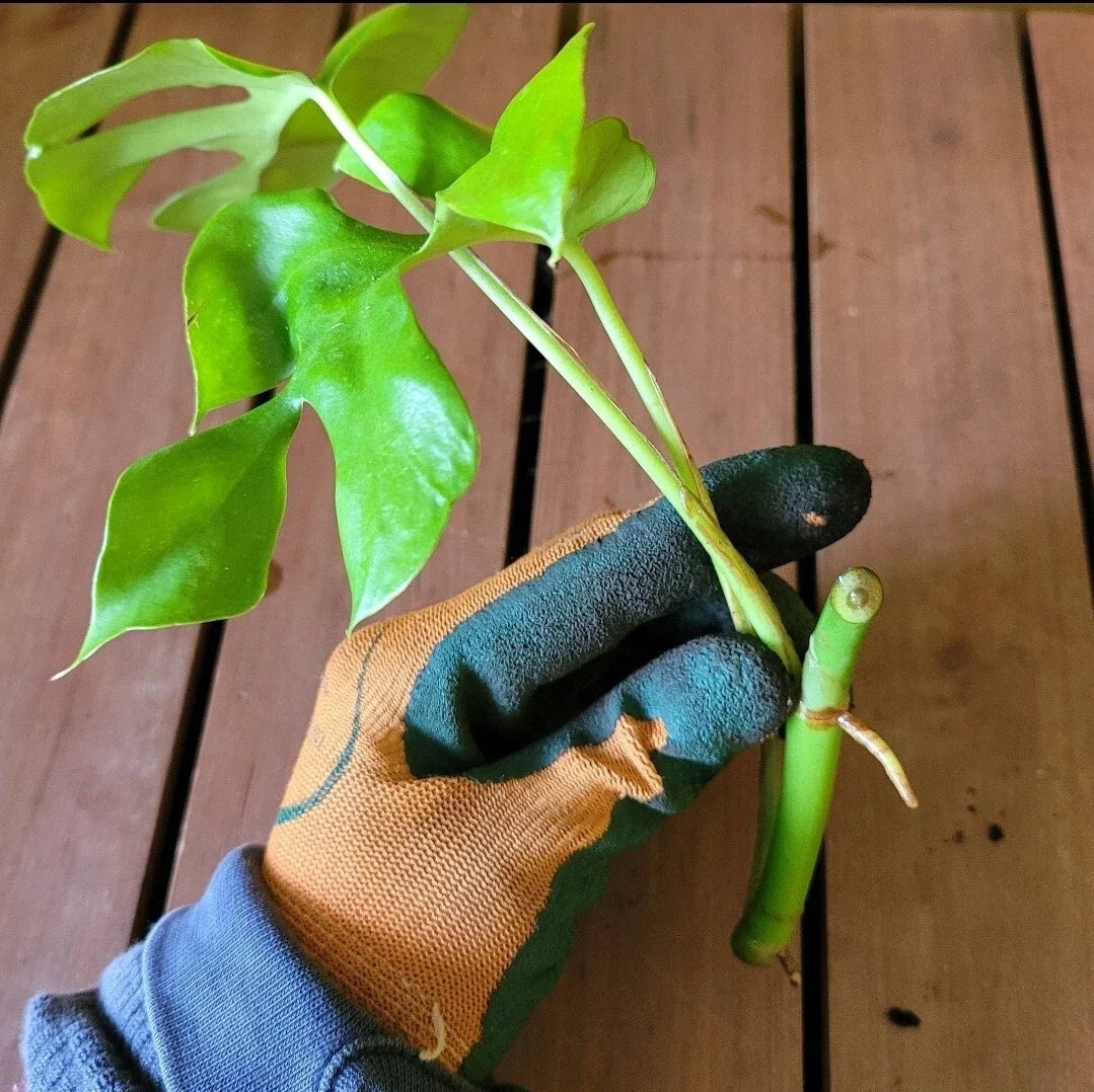 Monstera Minima Rooted Cutting – Air-Purifying Indoor Plant, Monstera adansonii Var. Minima, Tropical Houseplant, Live Plant