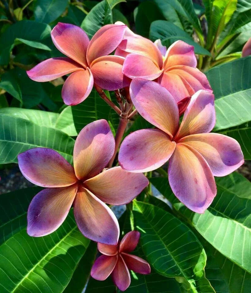 Pink Orange Plumeria Seeds - 5 Perennial Flower Seeds - Frangipani - Plumeria rubra - Tropical Garden Plant