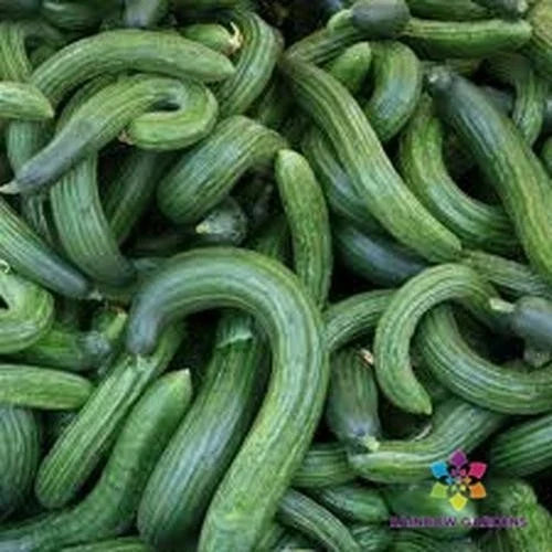 Armenian Dark Green Cucumber Seeds Pack of 25+ | Cucumis sativus | Non-GMO, Open-Pollinated, High-Yield Garden Seeds