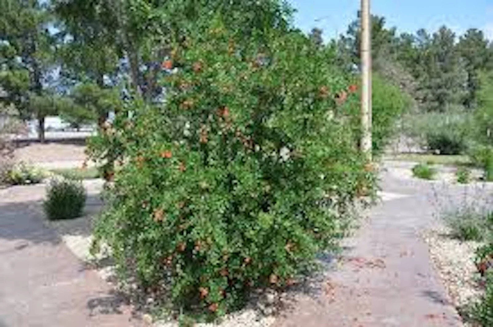 Pomegranate Tree Starter Plant - 5" Edible 'Wonderful' Punica granatum Fruit-Bearing Shrub for Zones 7-11
