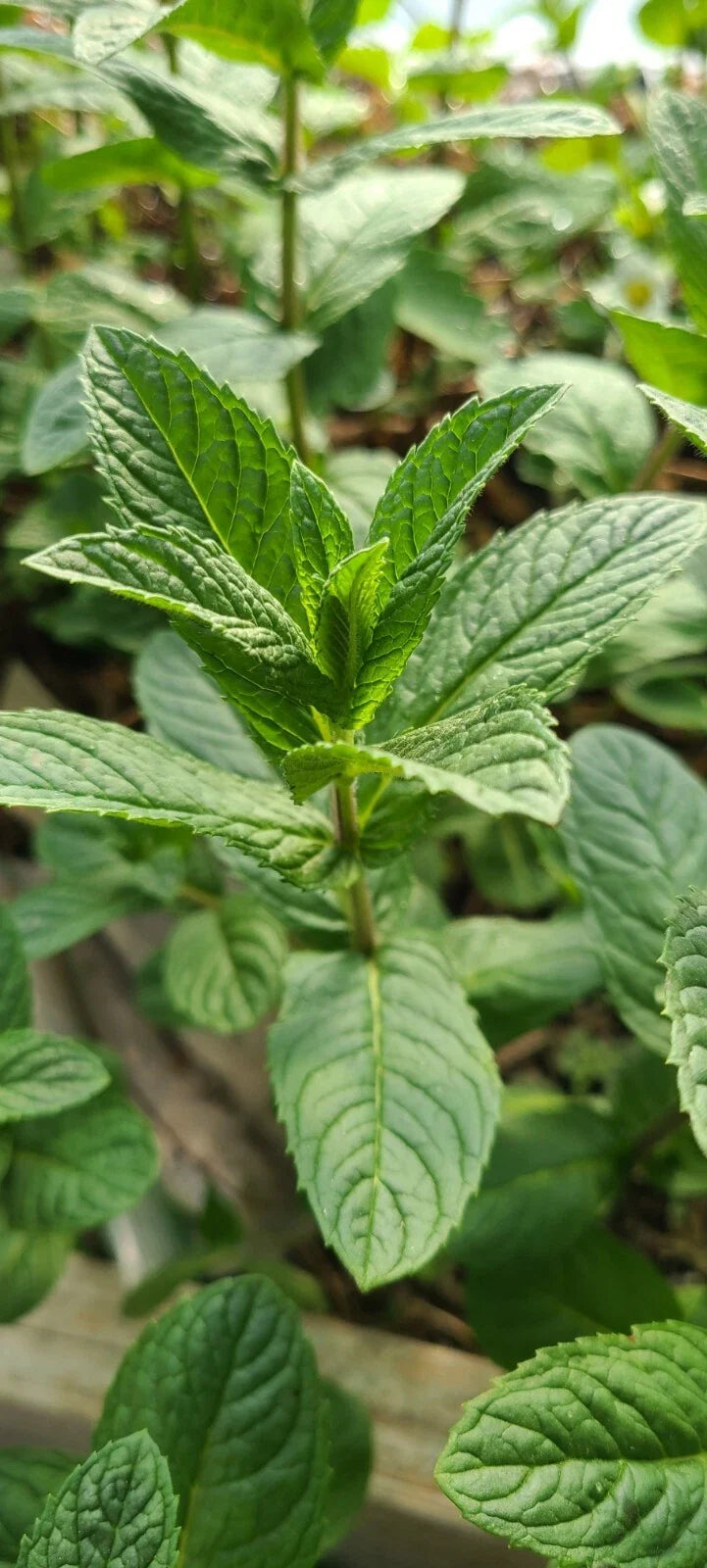 Mjito Mint Plant Bare Root – Mentha x villosa Culinary Herb for Garden & Kitchen, 5 Plants
