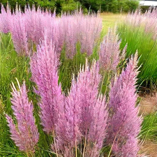 Purple Love Grass Seeds - 500 Count, Ornamental Eragrostis spectabilis, Drought-Tolerant Flowering Grass for Gardens and Landscapes