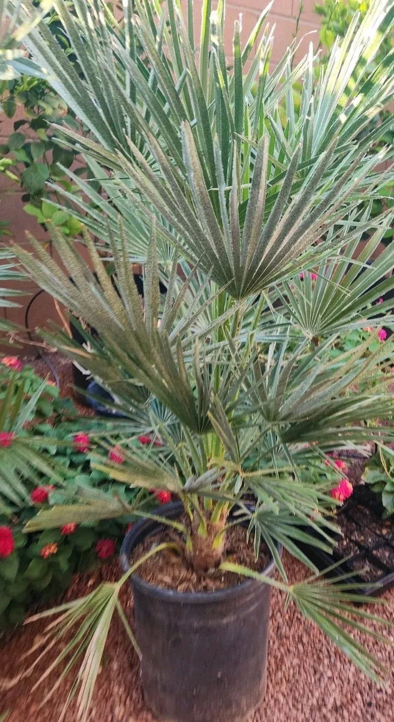 Mediterranean Fan Palm Tree, 7-Gallon Pot, Chamaerops Humilis, Tropical Clumping Palm, 40-Inch Tall, Hardy Outdoor Plant