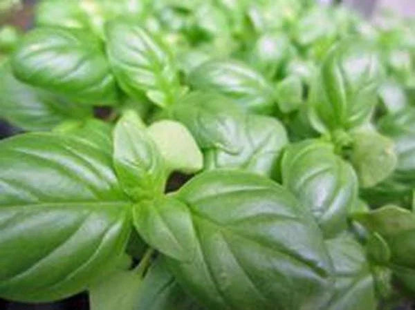 Sweet Genovese Basil Seeds - Heirloom Non-GMO Herb Seeds for Cooking & Pesto, Ocimum basilicum, 100 Seeds