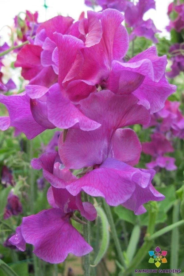 Sweet Pea Seeds Pack - 50+ Lathyrus odoratus Climbing Flower for Garden, Trellis & Containers