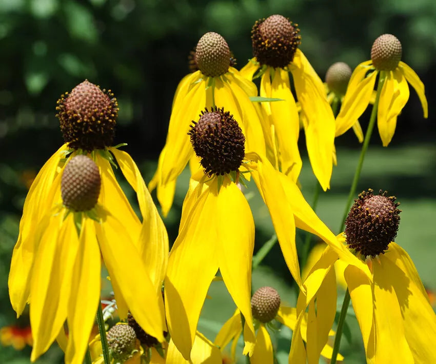Yellow Prairie Coneflower Seeds – Ratibida pinnata Wildflower Seeds for Gardens, Attracts Pollinators, 200+ Seeds, USA Seller