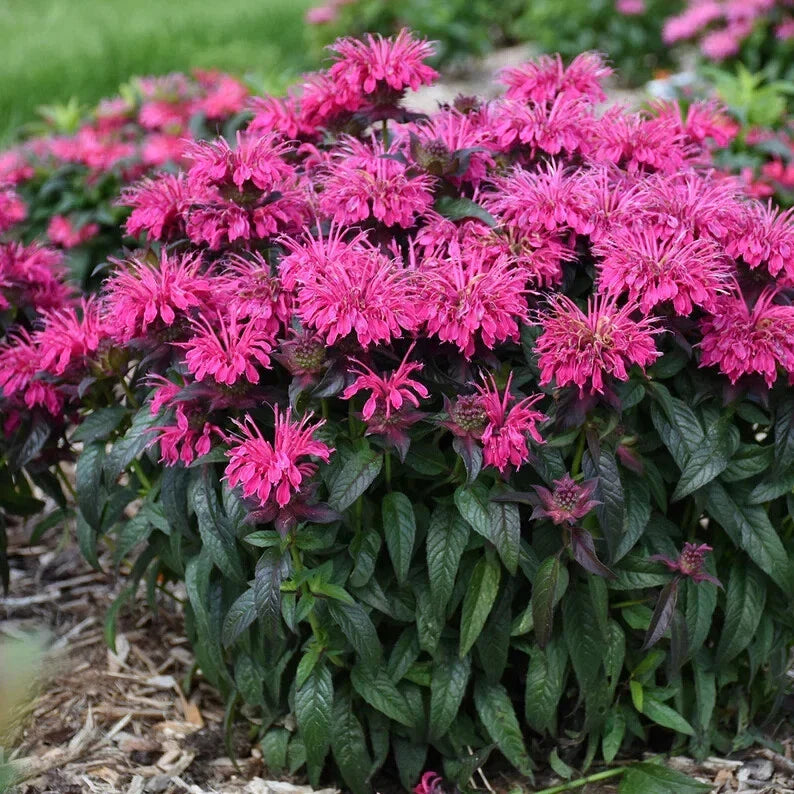 Berry Bee Balm Seeds - 100 Pack - Monarda didyma Hummingbird Flower Seeds