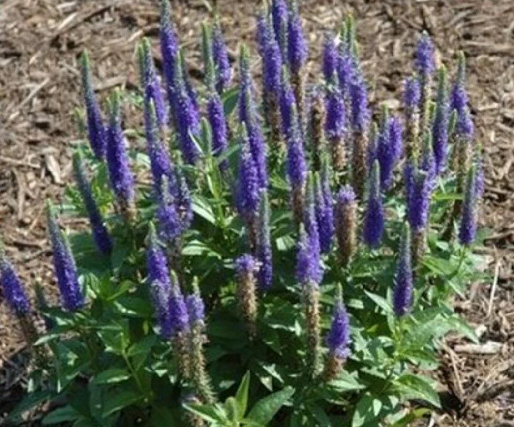 Veronica 'Royal Candles' Speedwell Plant - Perennial Blue Flowers - Hardy Garden Plant - Potted, 18-24 Inches