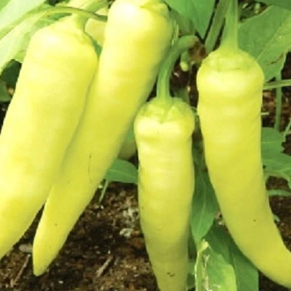 Sweet Banana Pepper Seeds - Heirloom NON-GMO, Capsicum annuum, 50 Pack, Vibrant Yellow to Red, Mild, Sweet Peppers for Garden & Cooking