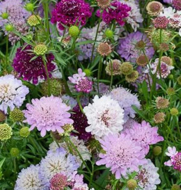 Pincushion Flower Seeds - Scabiosa atropurpurea - 35 Fresh Seeds for Borders, Containers, Pollinator Garden
